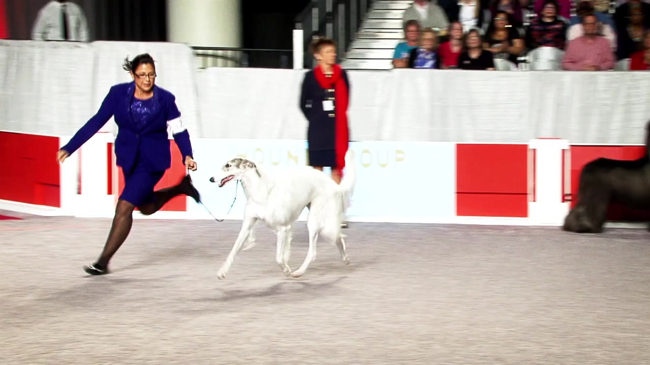 A dog and handler at a Royal Canin event